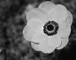 Black and White Anemone
