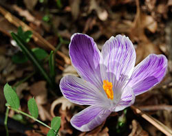 Crocus