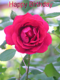 Image with colored text