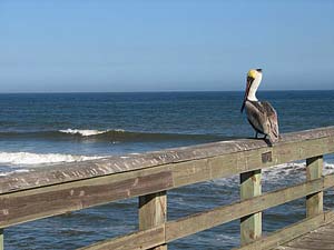 neutral or no color castes