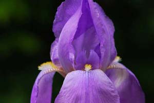 no background competition